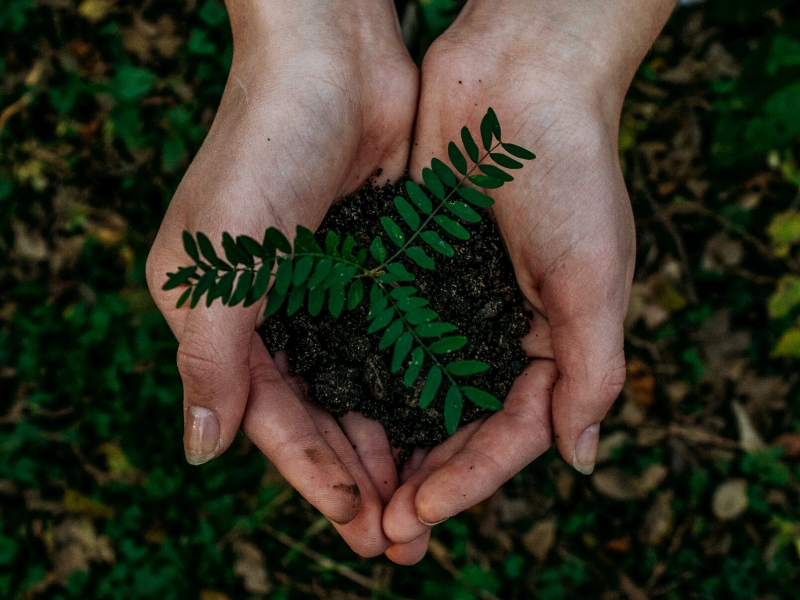 Collecting Plants