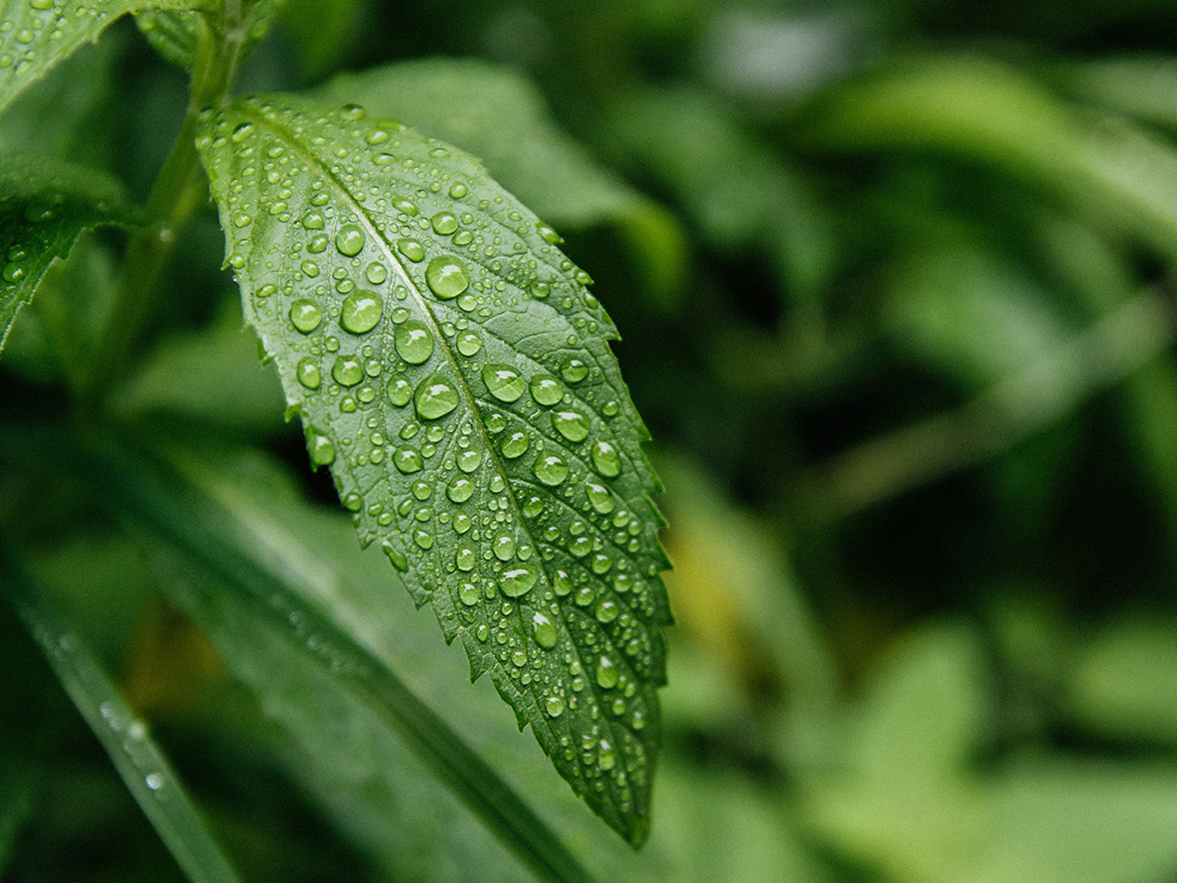 Green Hydrogen | Brazil Iron