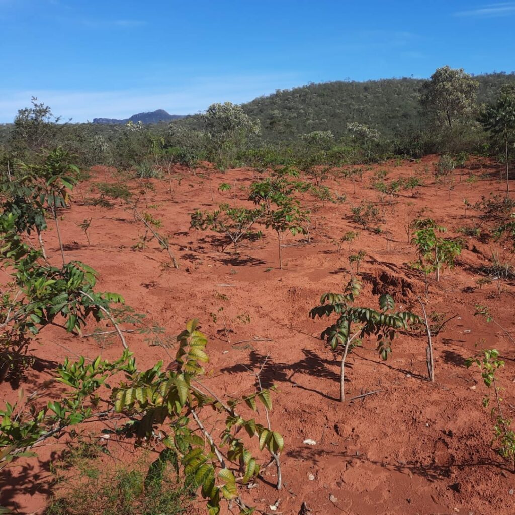 Seedlings Plantation