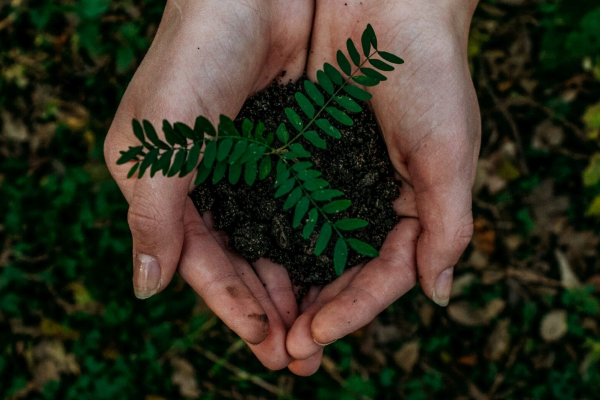 Criando um viveiro da Brazil Iron