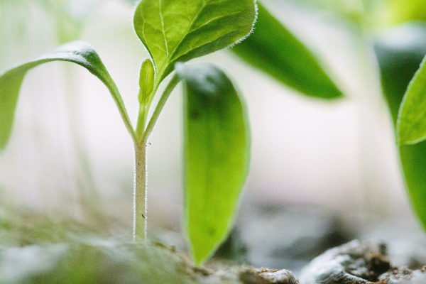 Coletando e plantando sementes ativas